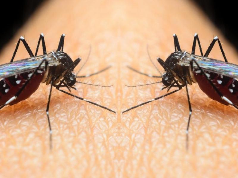 The Hidden Impacts of Climate Change 5:&nbsp;Disease