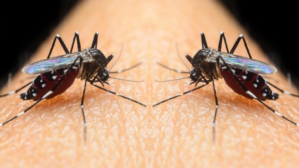 The Hidden Impacts of Climate Change 5:&nbsp;Disease